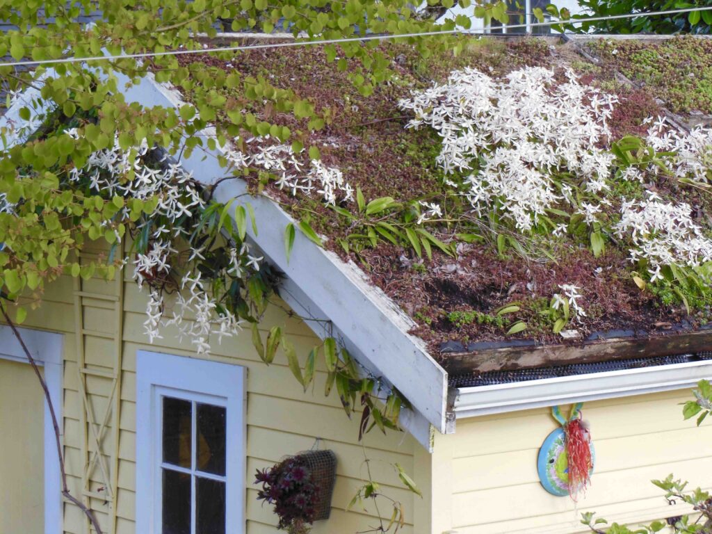 Randy’s Favourite: Home garage with clematis