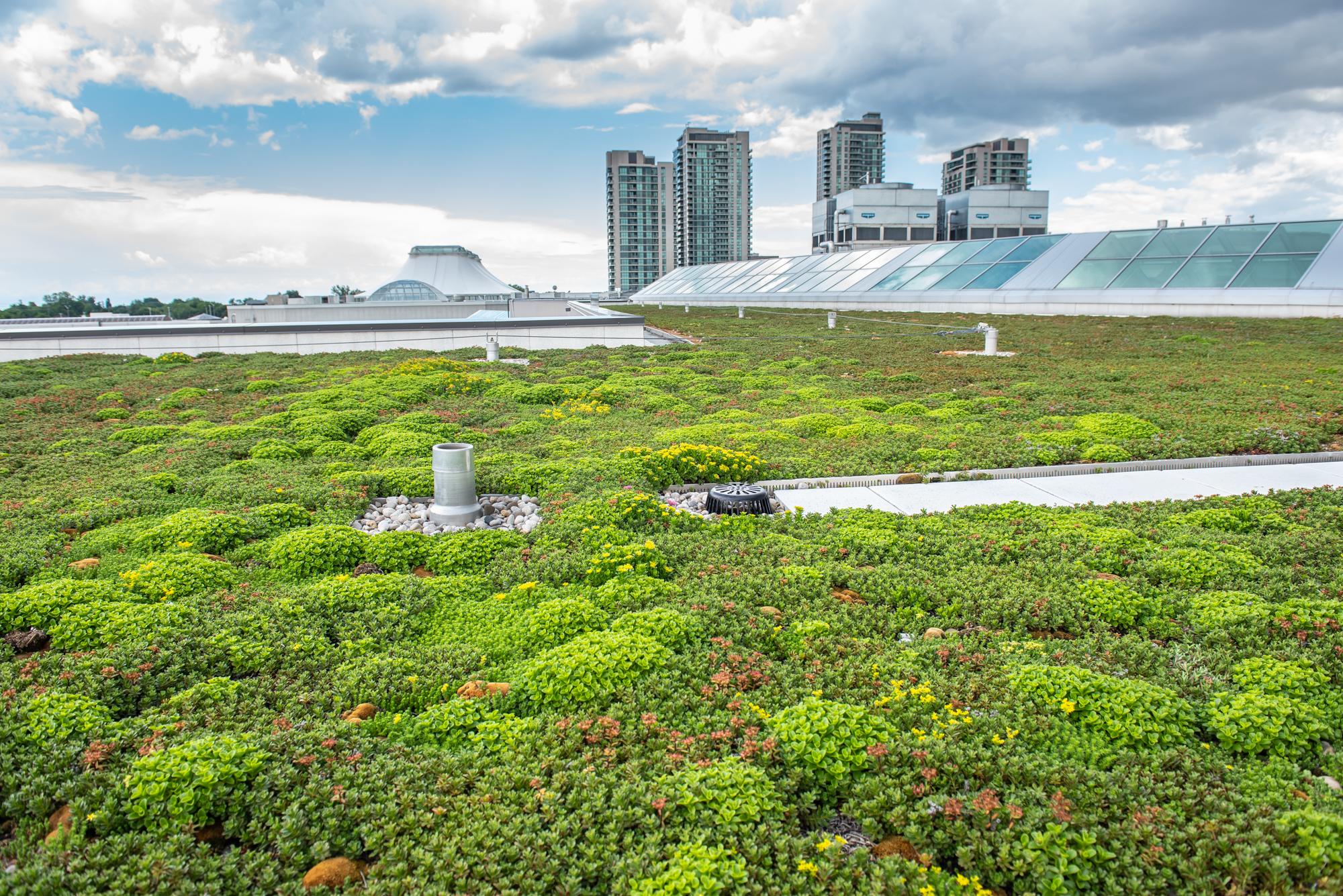 Karen’s favourite green roof: Shewary Gardens, Toronto, ON