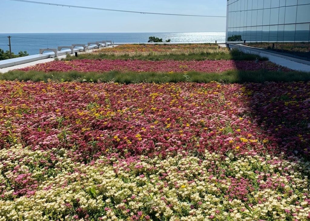 Holly’s Favourite Green Roof