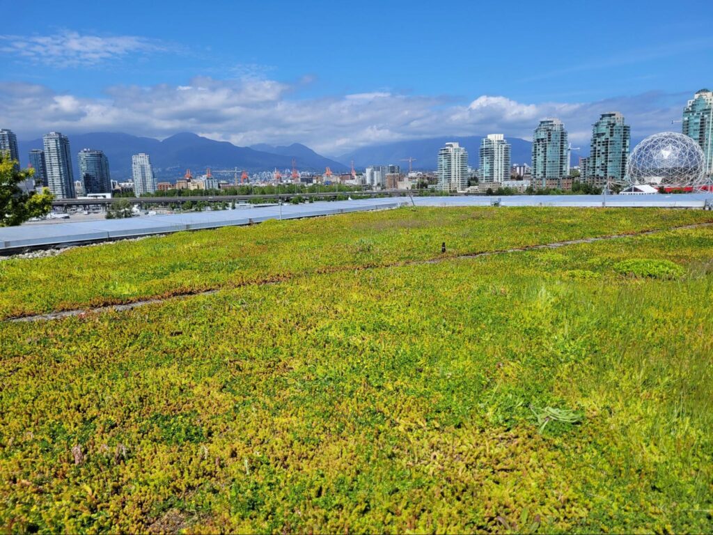 Olympic village green roof