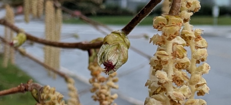 catkin flowers of a European hazel in spring 2025