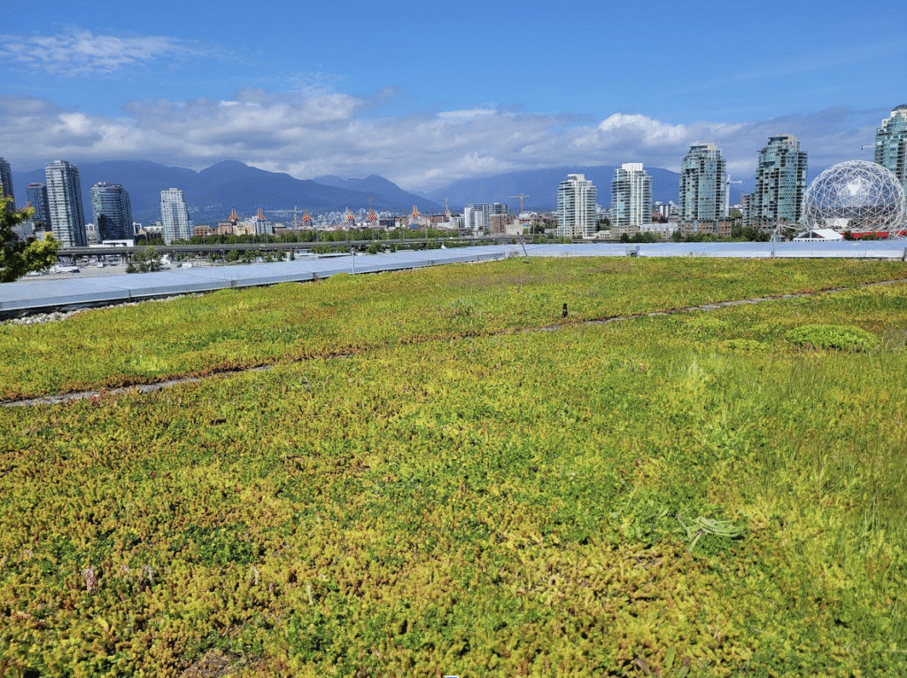Lush seedum green roof overlooking the beautiful mountains of Vancouver.