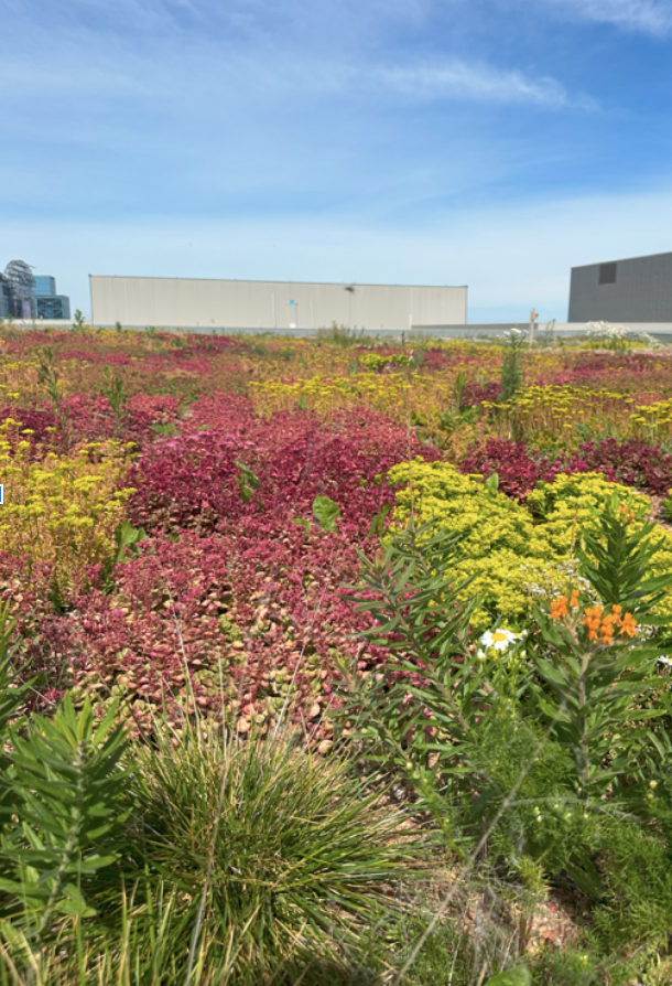 Woodbine green roof.