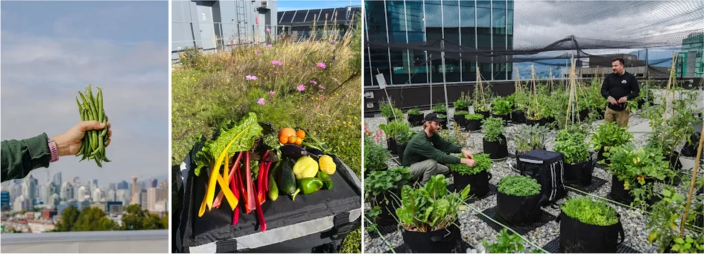 Rooftop with garden beds