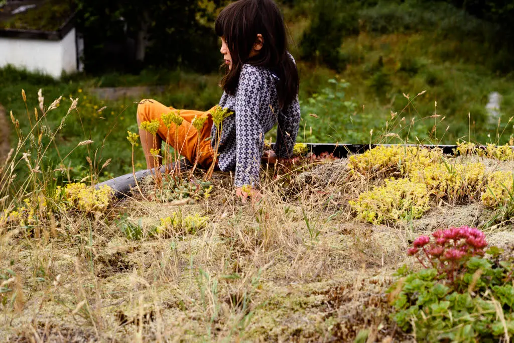 Goya’s Favourite: Green roofs on Ngan Home, Hornby Island, BC (photo taken 1976)