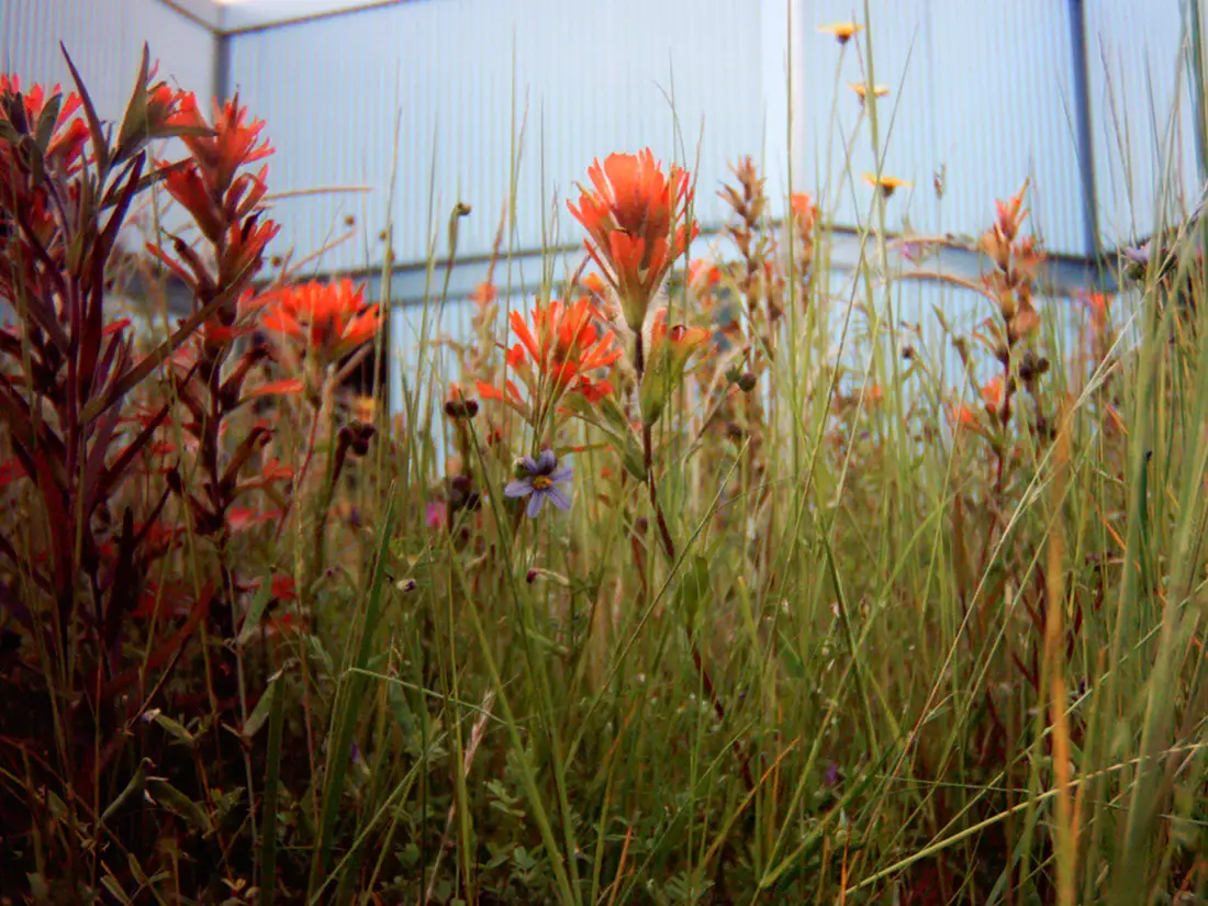 Kathy’s Favourite: KPU Langley blue-green roof (with Castilleja spp)