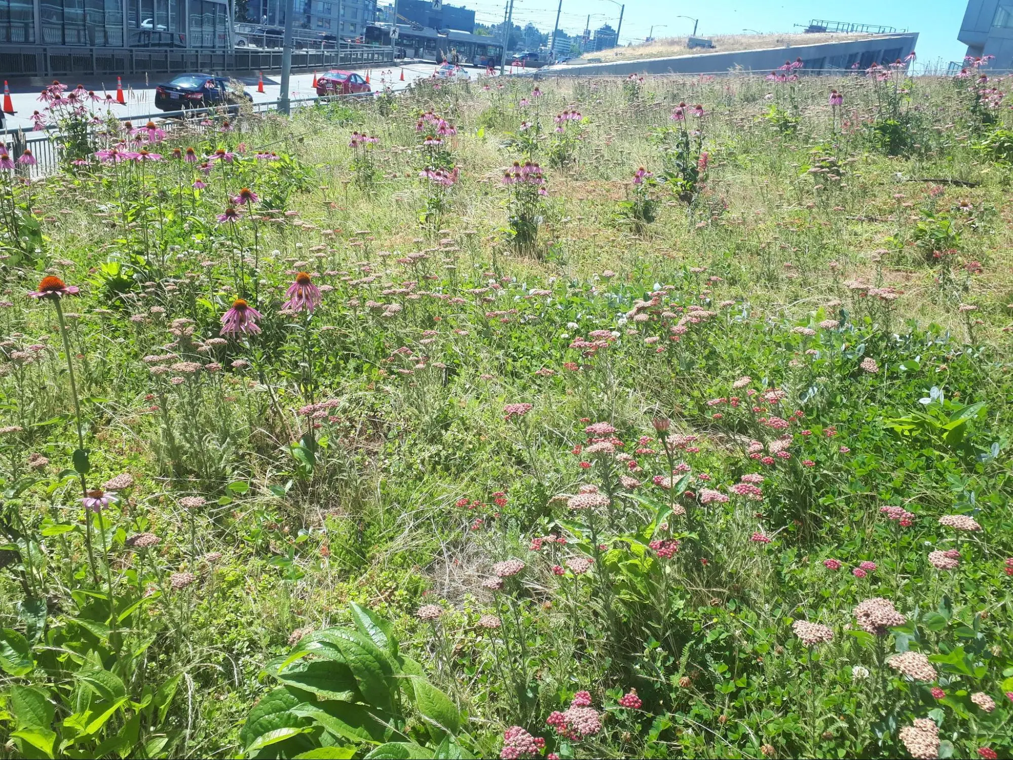 Ryan’s Favourite: Vancouver House Green Roof